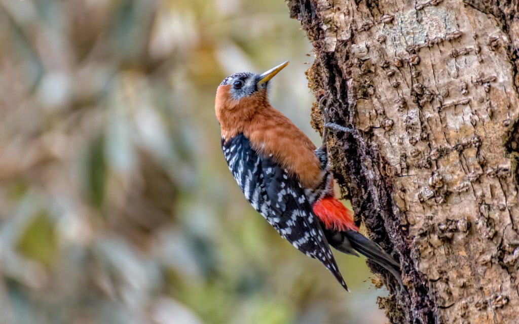 Tree-clinging Birds